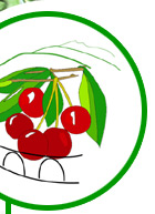 Consorzio di Tutela Ciliegie delle Colline Veronesi